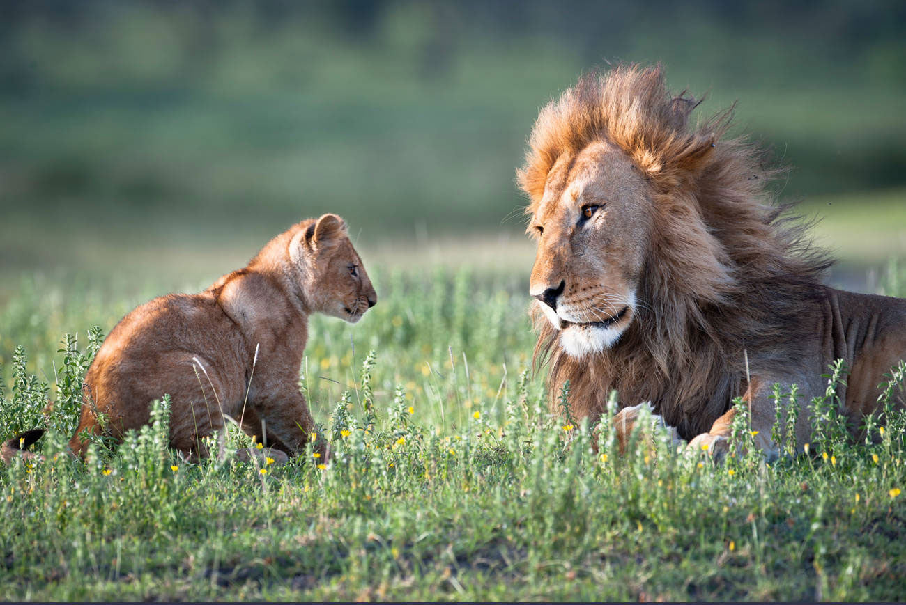 Lion, Characteristics, Habitat, & Facts