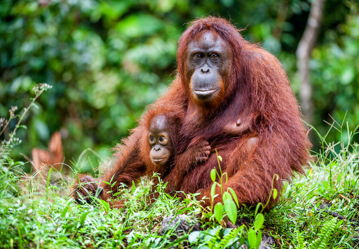 5 Ways to Help Protect Rainforests