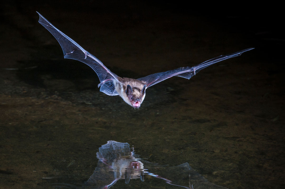 flying vampire bat