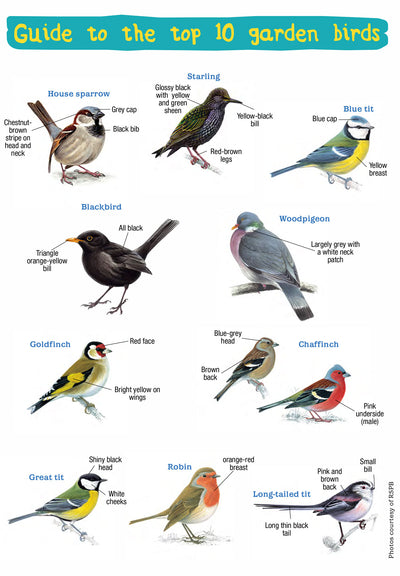 Handy Guide to the UK’s Top 10 Garden Birds - Eco Kids Planet