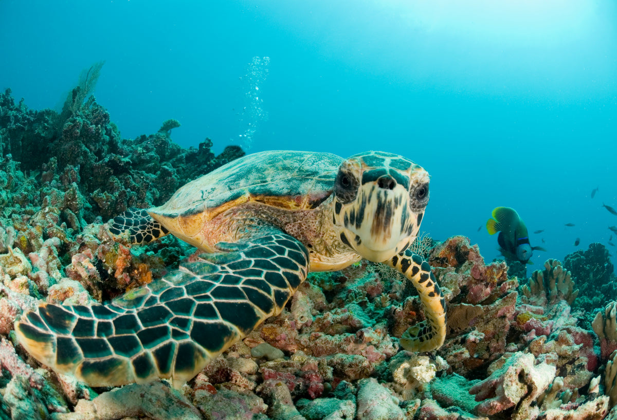 Endangered Creature Feature: The Hawksbill Turtle - Eco Kids Planet