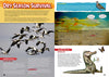 Kid&#39;s Nature Magazines - Issue 23 - Pantanal