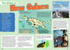 Kid&#39;s Nature Magazines - Issue 28 - The Island of New Guinea